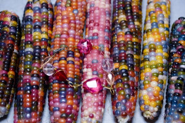 Cobs of multicolored corn in jewel tones of pink, orange, blue, yellow, and purple